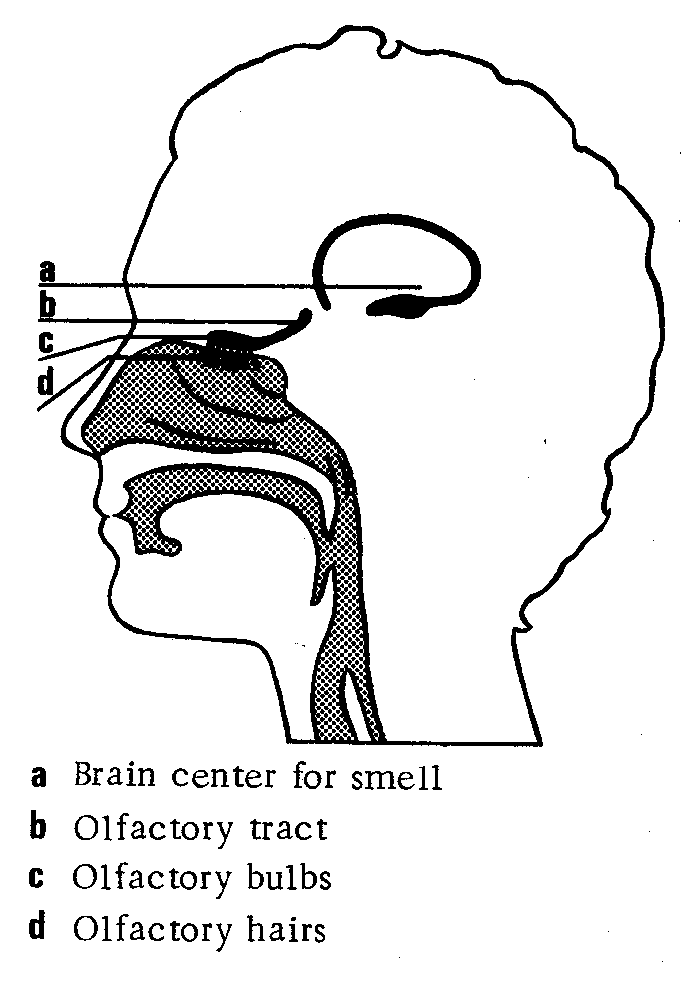 B & W Nervous System