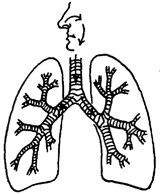 clipart human lungs - photo #21