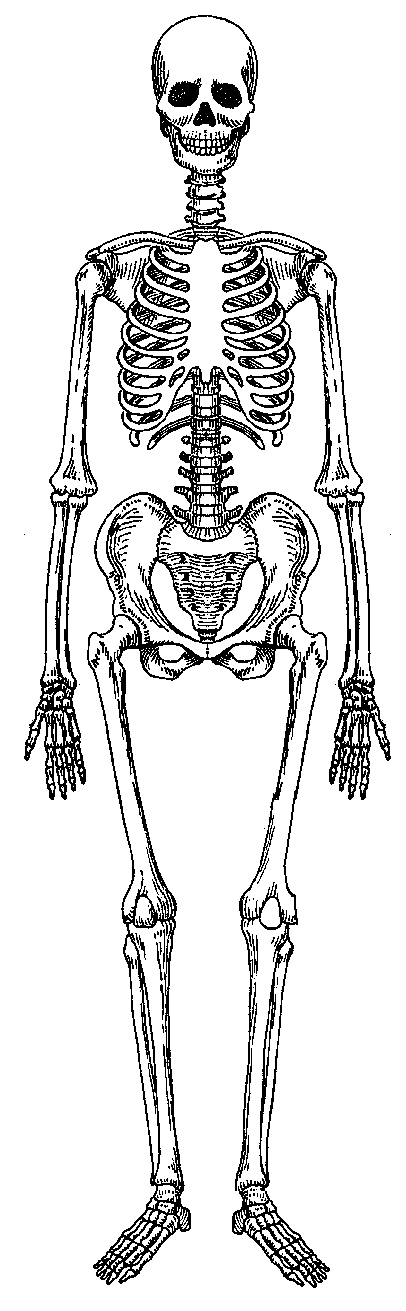 clip art human skeleton - photo #46