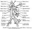 aorta1.gif