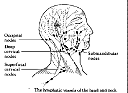 lymphaticvessel1.gif