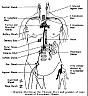 thoracic.gif