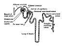 NEPHRON.gif