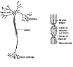 NEURON2.gif