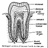 tooth1.gif