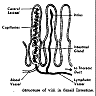 villi1.gif