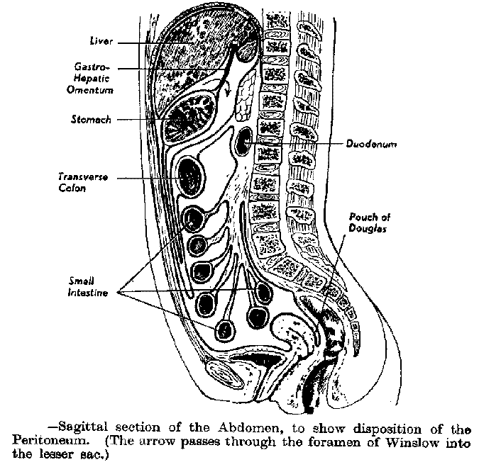 Ход брюшины рисунок