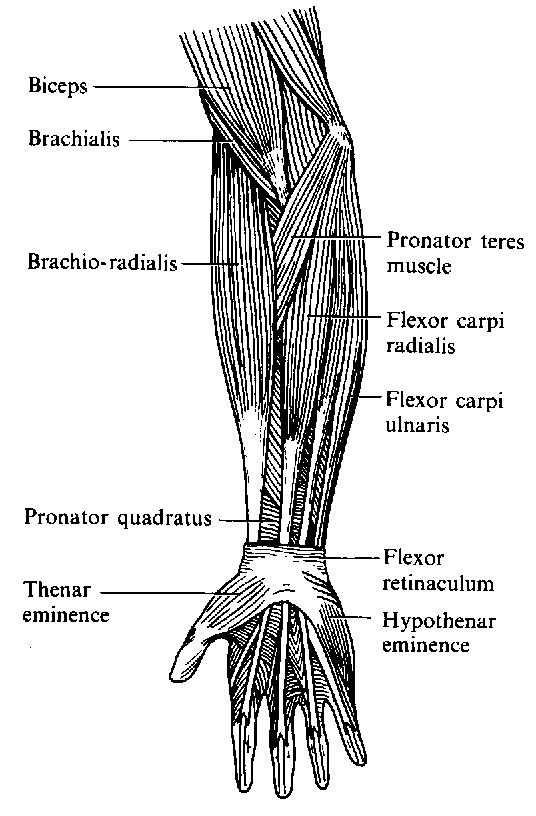 Arthur's Medical Clipart 2