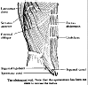 abdominal1.gif