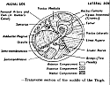 sectionthigh.gif