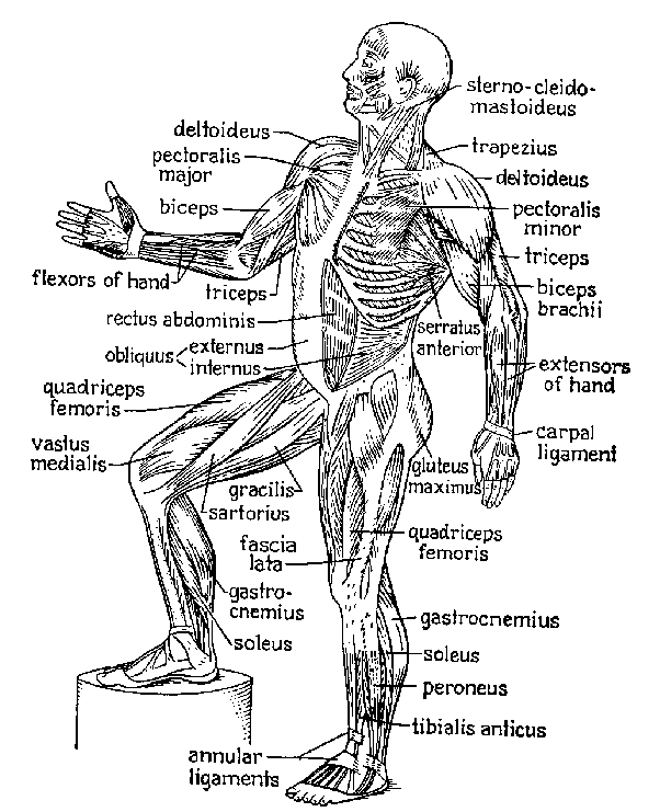 Arthur's Medical Clipart 2