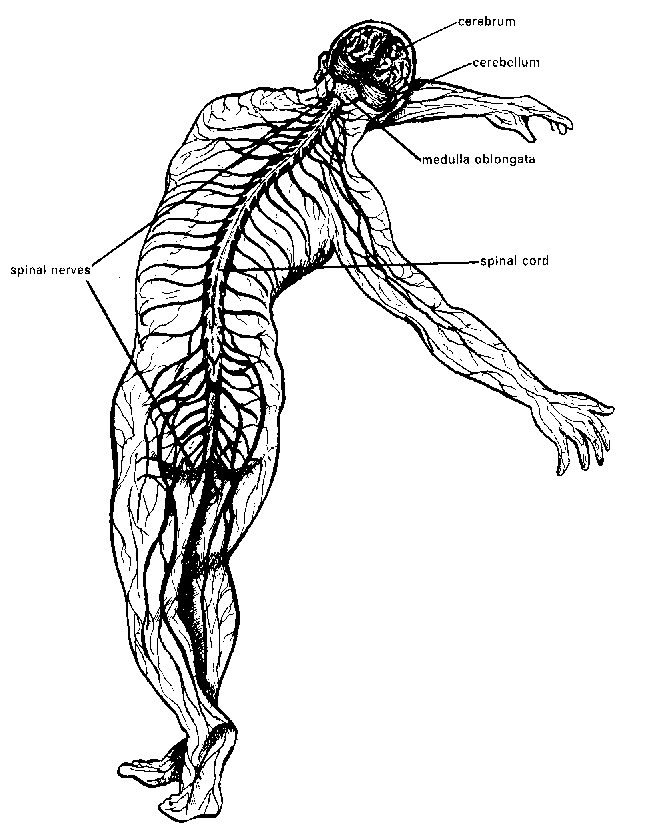 Схема нервной системы человека рисунок