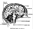 BRAIN3.gif