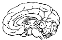 BRAIN5.gif