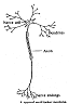 neuron1.gif