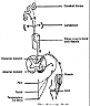 sensorypath.gif