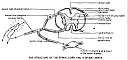 spinalchord2.gif