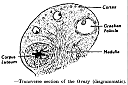 ovary1.gif