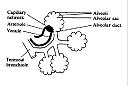 ALVEOLI.gif