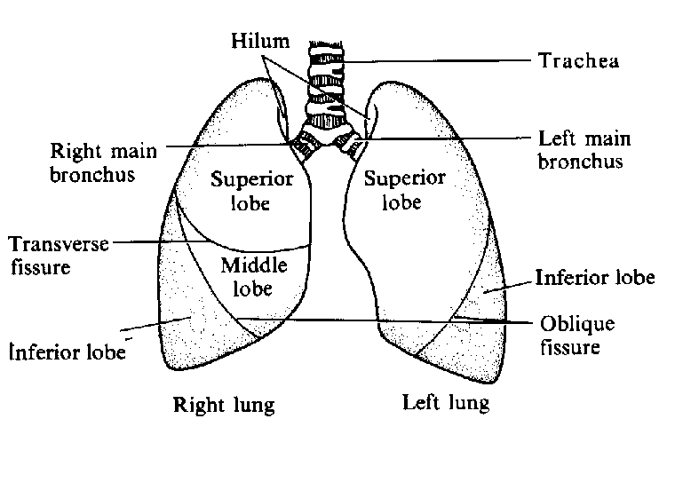 Arthur's Medical Clipart 4