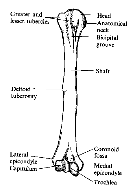 Upper Limb Bone Anatomy Sketch Coloring Page