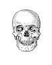 SKULL02.gif