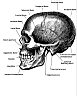 SKULL3.gif