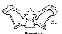 SPHENOID.gif