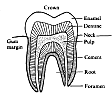 TOOTH01.gif