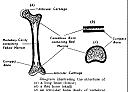 bonestructure2.gif