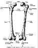 femur1.gif