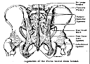 pelvisligaments.gif