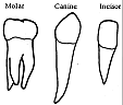 teethtypes.gif