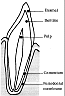 toothcrosssection.gif