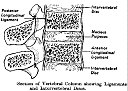 vertabralcol1.gif