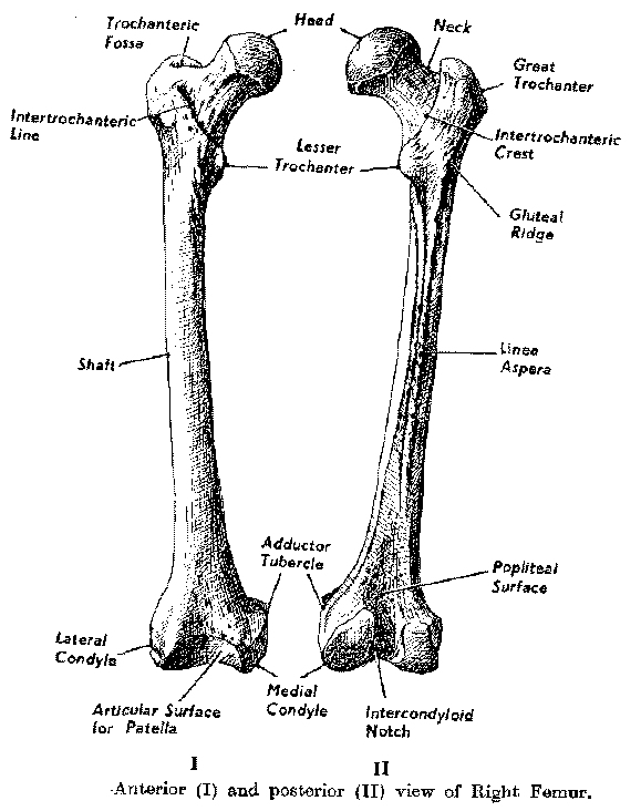 Arthur's Medical Clipart 5